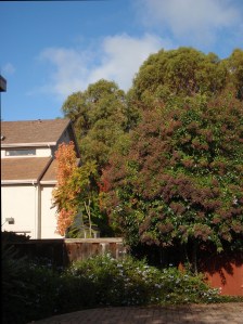 Fall - Trees and Plants