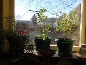 Christmas 2008 - Plants in Winter