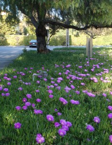 Ice Plants in Bloom, April 2009