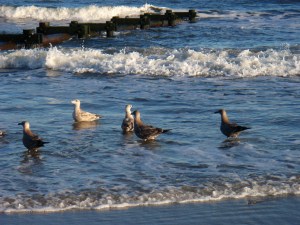 Seagulls at Ocean City, New Jersey, September 2009