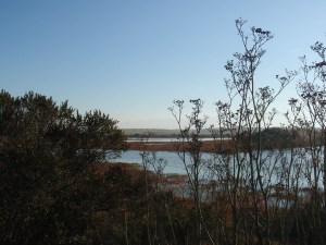 Palo Alto Baylands, California, November 2008