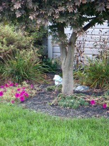Frog under a Tree, Pennsylvania, October 2009