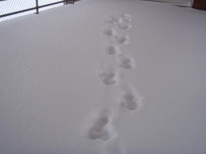 Pool landing, February 2010. My footprints.