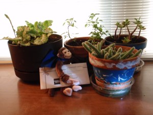 A monkey and a gift card, shown with my plants from California. November 2010.