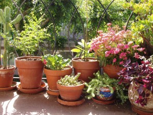 My container garden, 1st apartment, April 2004