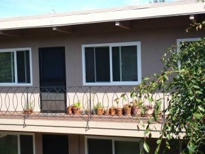 Another view, my container garden, 2nd apartment, May 2009