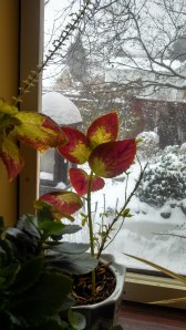 Snow outside, blooming plants inside. View from the sun room, 2014.
